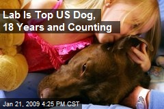 Lab Is Top US Dog, 18 Years and Counting