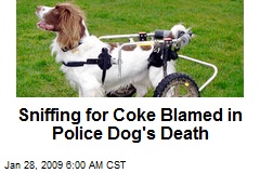 Sniffing for Coke Blamed in Police Dog's Death
