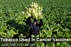 Tobacco Used in Cancer Vaccine