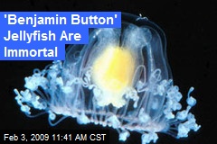 'Benjamin Button' Jellyfish Are Immortal