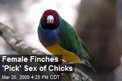 Female Finches 'Pick' Sex of Chicks