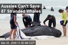 Aussies Can't Save 87 Stranded Whales