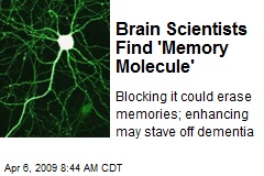 Brain Scientists Find 'Memory Molecule'