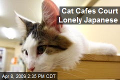Cat Cafes Court Lonely Japanese