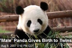 'Male' Panda Gives Birth to Twins