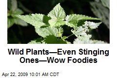 Wild Plants&mdash;Even Stinging Ones&mdash;Wow Foodies