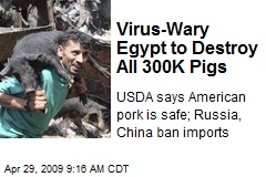 Virus-Wary Egypt to Destroy All 300K Pigs