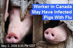 Worker in Canada May Have Infected Pigs With Flu