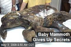 Baby Mammoth Gives Up Secrets