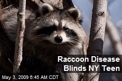 Raccoon Disease Blinds NY Teen
