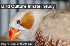 Bird Culture Innate: Study