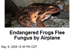 Endangered Frogs Flee Fungus by Airplane