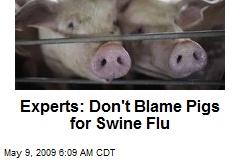 Experts: Don't Blame Pigs for Swine Flu