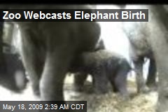 Zoo Webcasts Elephant Birth