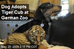 Dog Adopts Tiger Cub at German Zoo