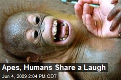 Apes, Humans Share a Laugh