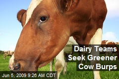 Dairy Teams Seek Greener Cow Burps