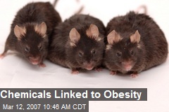 Chemicals Linked to Obesity