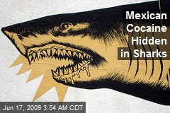 Mexican Cocaine Hidden in Sharks