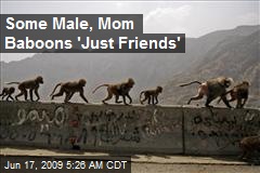 Some Male, Mom Baboons 'Just Friends'