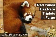 Red Panda Has Rare Triplets in Fargo