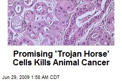 Promising 'Trojan Horse' Cells Kills Animal Cancer