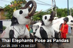 Thai Elephants Pose as Pandas