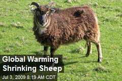 Global Warming Shrinking Sheep