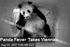 Panda Fever Takes Vienna