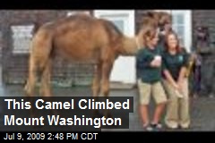 This Camel Climbed Mount Washington