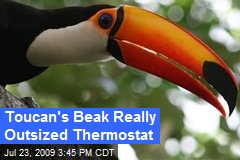 Toucan's Beak Really Outsized Thermostat