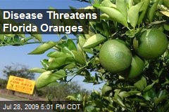 Disease Threatens Florida Oranges