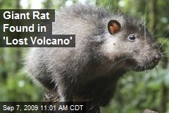 Giant Rat Found in 'Lost Volcano'