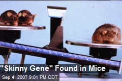 &quot;Skinny Gene&quot; Found in Mice