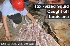 Taxi-Sized Squid Caught off Louisiana