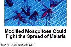 Modified Mosquitoes Could Fight the Spread of Malaria