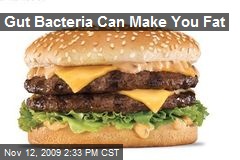 Gut Bacteria Can Make You Fat