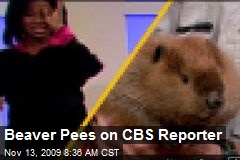 Beaver Pees on CBS Reporter