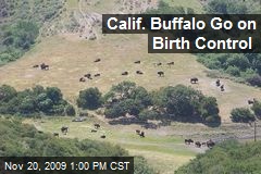 Calif. Buffalo Go on Birth Control