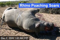 Rhino Poaching Soars