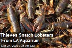 Thieves Snatch Lobsters From LA Aquarium