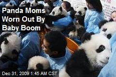 Panda Moms Worn Out By Baby Boom
