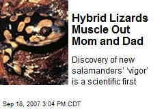 Hybrid Lizards Muscle Out Mom and Dad