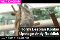 Horny Lesbian Koalas Upstage Andy Roddick