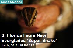 S. Florida Fears New Everglades 'Super Snake'