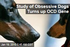 Study of Obsessive Dogs Turns up OCD Gene