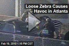 Loose Zebra Causes Havoc in Atlanta