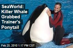 SeaWorld: Killer Whale Grabbed Trainer's Ponytail