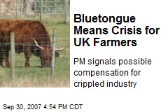 Bluetongue Means Crisis for UK Farmers