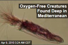 Oxygen-Free Creatures Found Deep in Mediterranean